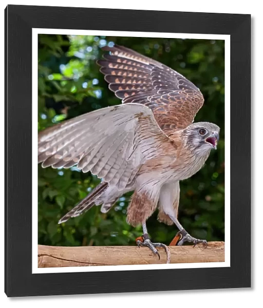 Portrait of a Brown Falcon (Falco berigora) - Bird of Prey - Australia