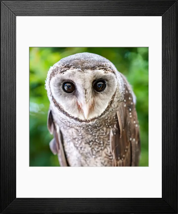 Framed Print : Portrait of a Greater Sooty Owl - Australia Framed Print : Portrait of a Greater Sooty Owl - Australia