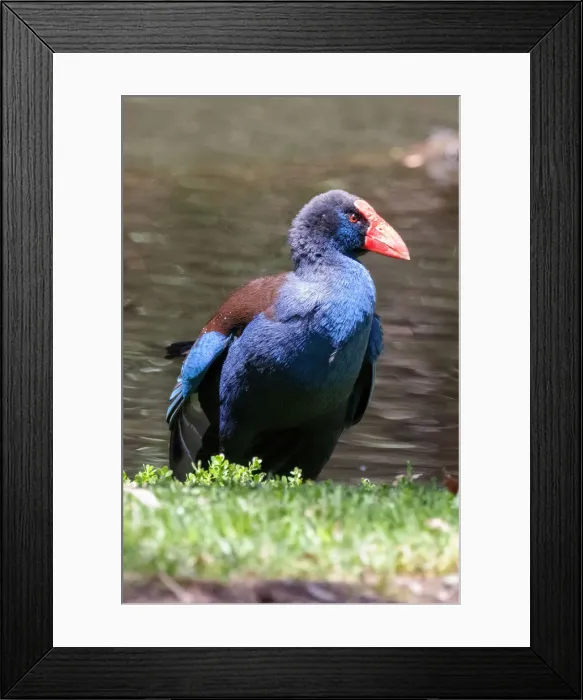 Framed Print : Purple Swamphen Framed Print : Purple Swamphen