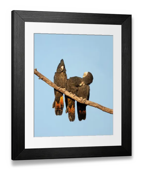 Framed Print : Giggles. Red-tailed Black-cockatoos snuggles into one another while the Framed Print : Giggles. Red-tailed Black-cockatoos snuggles into one another while the