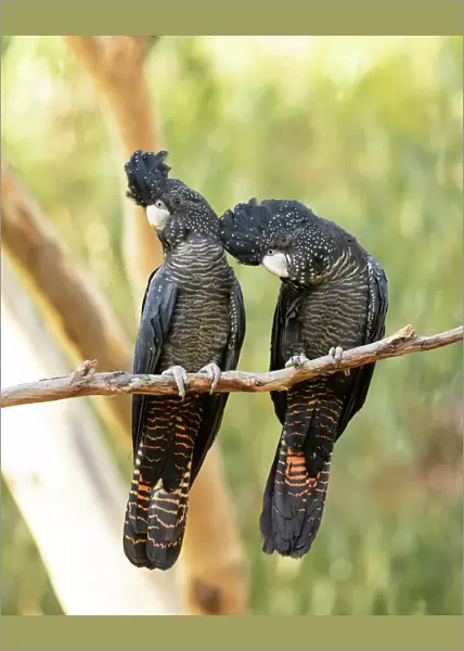 Red-tailed Black-cockatoos