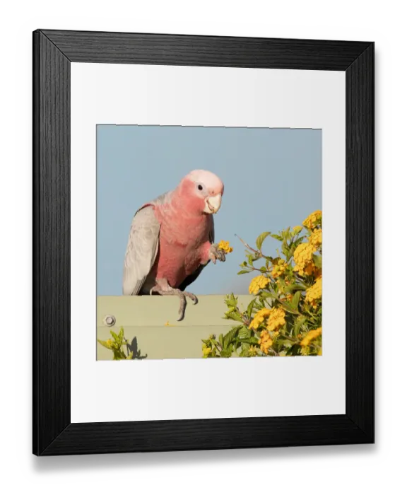 Framed Print : Galah eating flower Framed Print : Galah eating flower