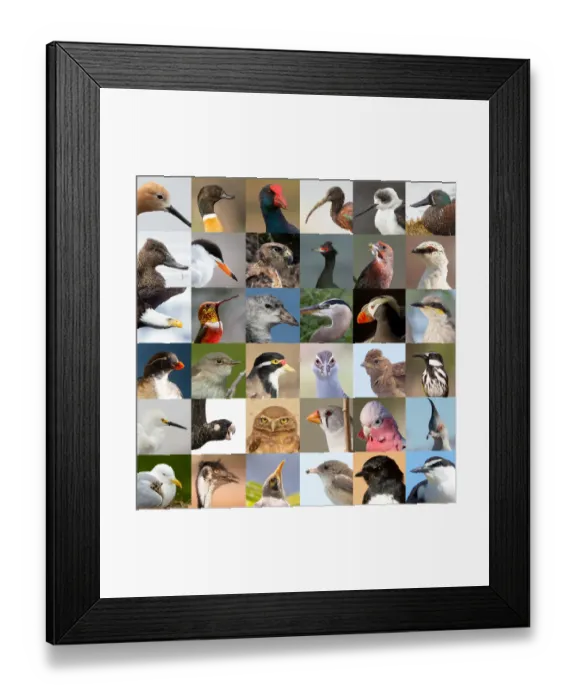 Framed Print : 36 Birds. Mixture of Australian and American birds Framed Print : 36 Birds. Mixture of Australian and American birds