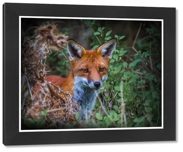 Red Fox hunting at Braeside Park, Victoria, Australia