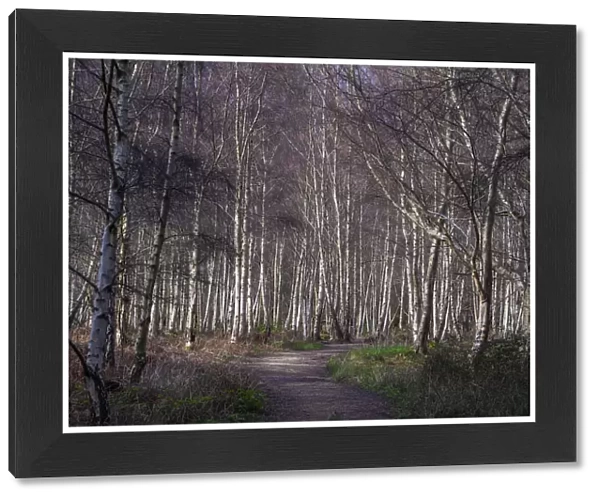 Forest at Arne, Dorset, England, United Kingdom