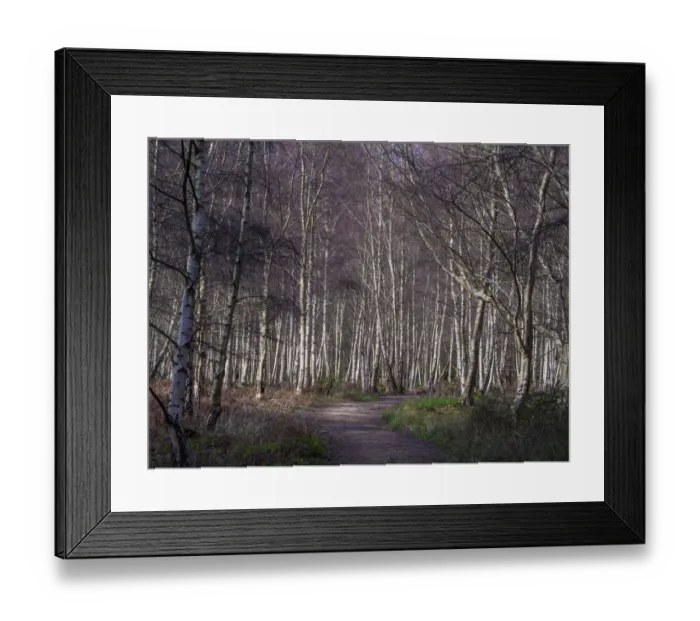 Framed Print : Forest at Arne, Dorset, England, United Kingdom Framed Print : Forest at Arne, Dorset, England, United Kingdom