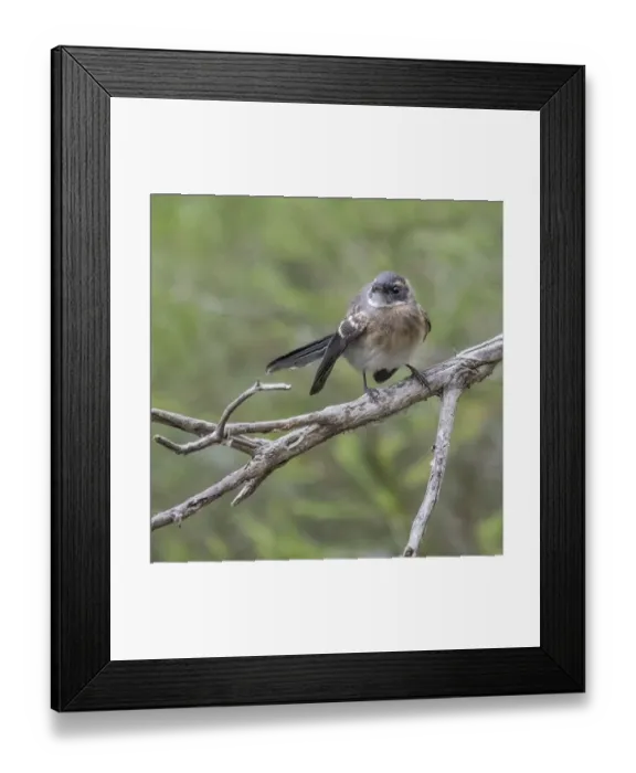 Framed Print : Gray Fantail, Victoria, Australia Framed Print : Gray Fantail, Victoria, Australia