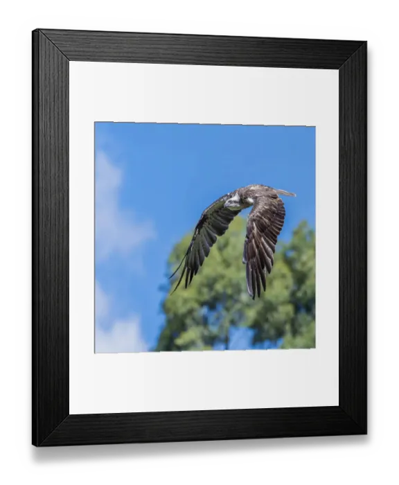 Framed Print : Eastern Osprey in flight, Victoria, Australia