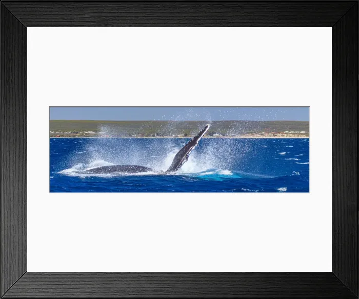 Framed Print : Humpback Whale - Kalbarri, Western Australia