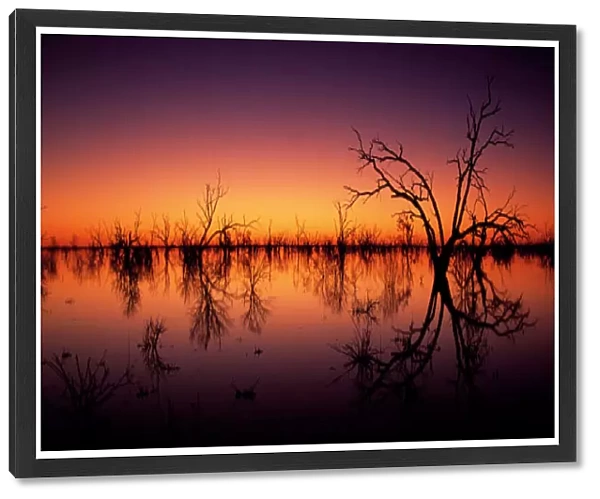 Stunning Australian outback sunset colours and with dead trees featured on Tandure Lake