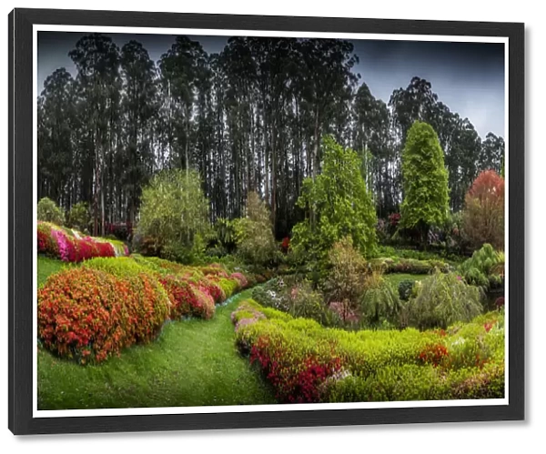 Springtime blooms in the gardens of the Dandenong Ranges National Park, Victoria