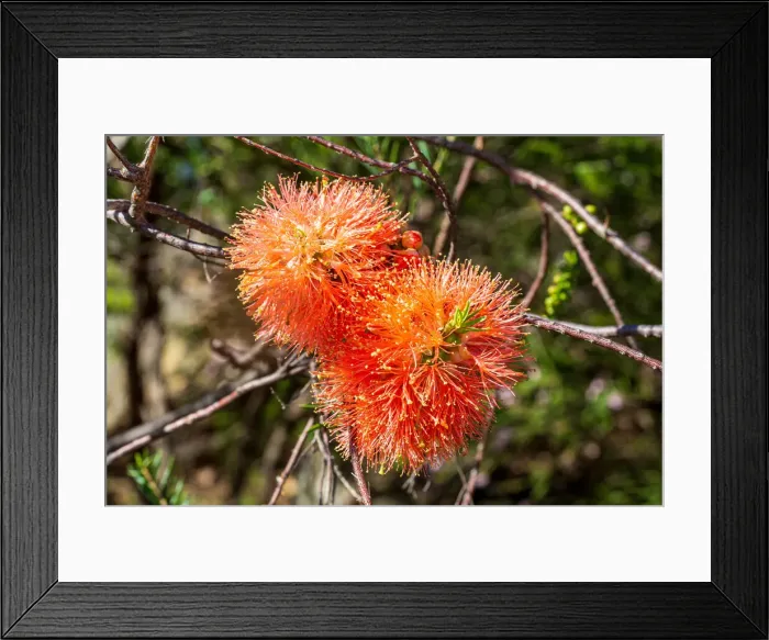 Framed Print : Swamp Bottlebrush, Beaufortia sparsa Framed Print : Swamp Bottlebrush, Beaufortia sparsa