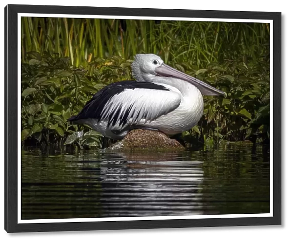 Pelican sitting on a rock reflected onto the water. (Pelecanus conspicillatus)