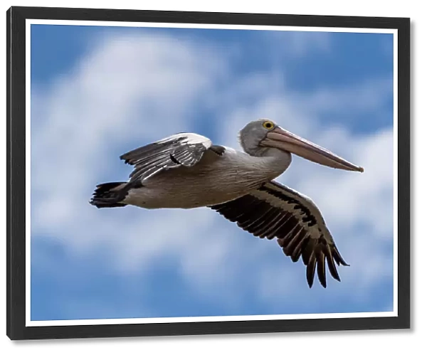 Australian Pelican in flight, South Australia