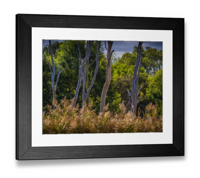 Framed Print : Braeside Park, Autumn, Victoria, Australia