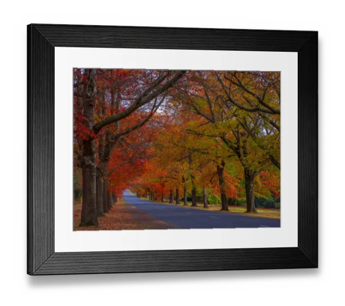 Framed Print : Autumnal seasonal colours in Mount Macedon, Victoria, Australia
