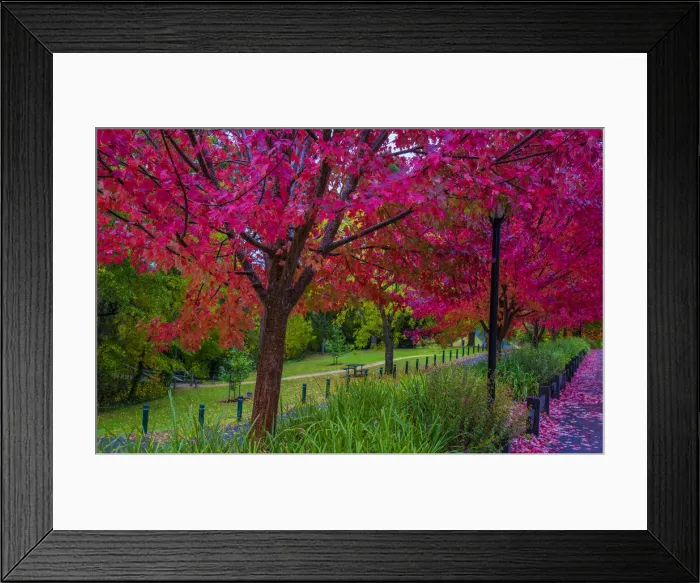 Framed Print : Autumn colours, Hepburn Springs, Victoria, Australia Framed Print : Autumn colours, Hepburn Springs, Victoria, Australia