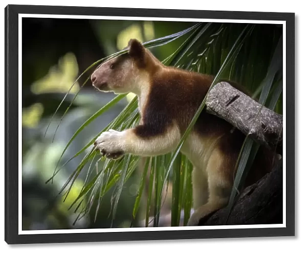 Goodfellows Tree Kangaroo -Dendrolagus goodfellowi