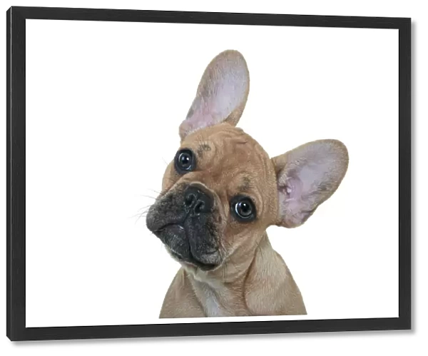Headshot of a French Bulldog Puppy with its head tilted looking at the camera on a white