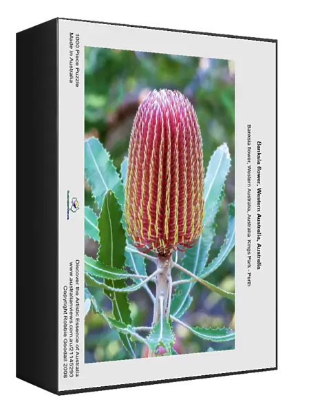 Banksia flower, Western Australia, Australia