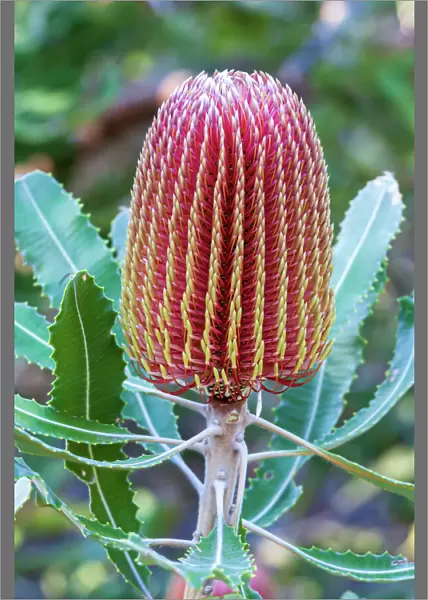 Banksia flower, Western Australia, Australia
