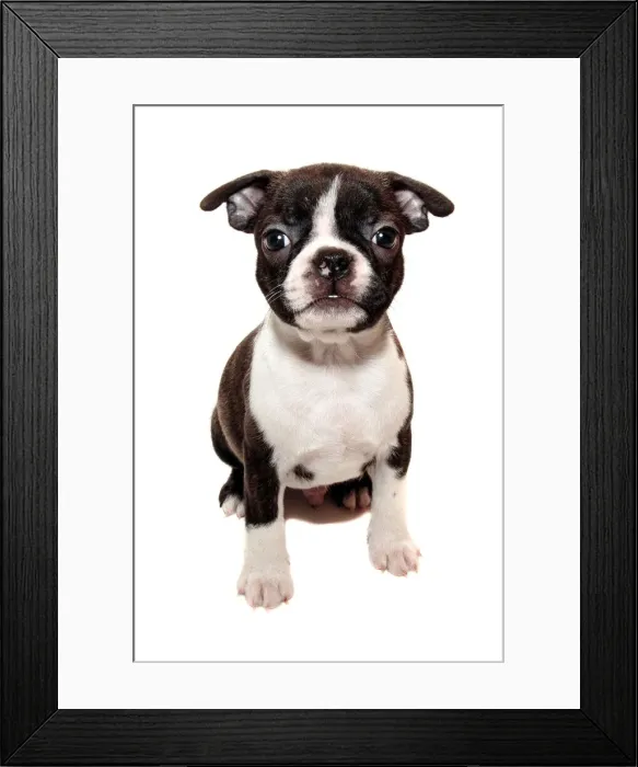 Framed Print : Boston Terrier Puppy on white backdrop Framed Print : Boston Terrier Puppy on white backdrop