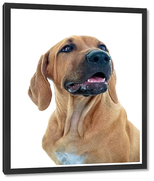 Rhodesian Ridgeback Puppy looking at the camera on a white background