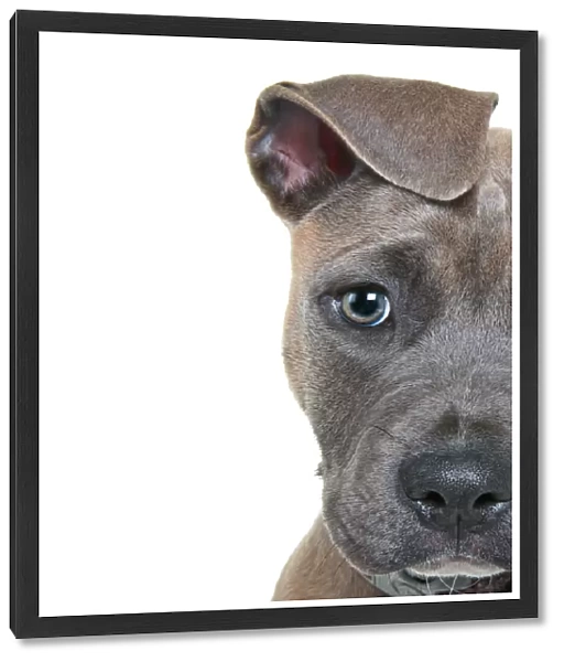 Headshot of a staffordshire bull terrier puppy with floppy ears looking at the camera