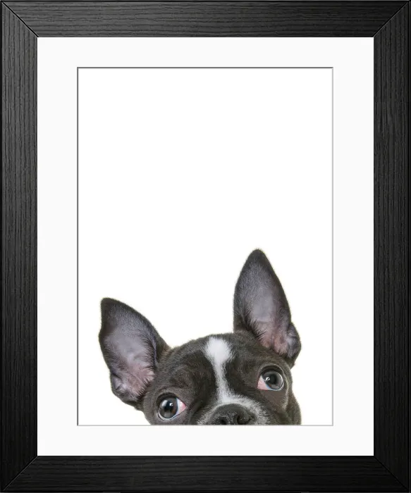 Framed Print : Headshot of a French Bulldog Puppy looking at the camera on a white backdrop