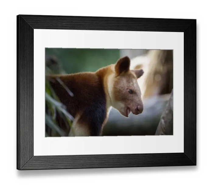 Framed Print : Goodfellows Tree Kangaroo -Dendrolagus goodfellowi