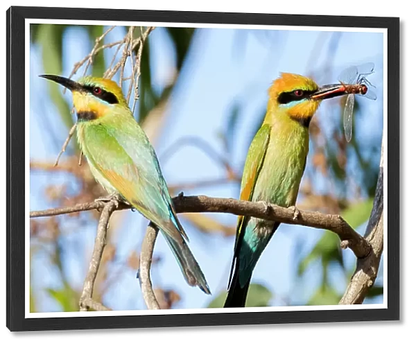 Two Rainbow Bee-eaters one with a dragonfly between its beak