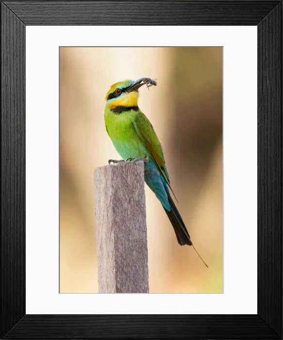 Framed Print : Rainbow Bee-eater with a bee between its beak