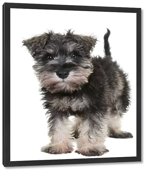 Adorable schnauzer puppy looking at the camera on a white backdrop