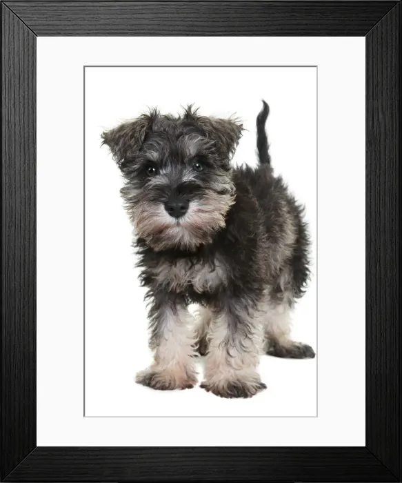 Framed Print : Adorable schnauzer puppy looking at the camera on a white backdrop Framed Print : Adorable schnauzer puppy looking at the camera on a white backdrop