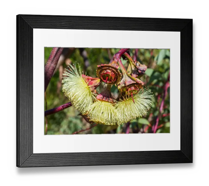 Framed Print : Yellow Eucalyptus Gum Blossom