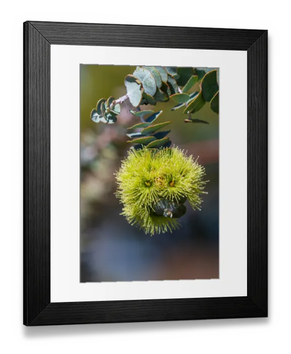 Framed Print : Yellow Eucalyptus Gum Blossom