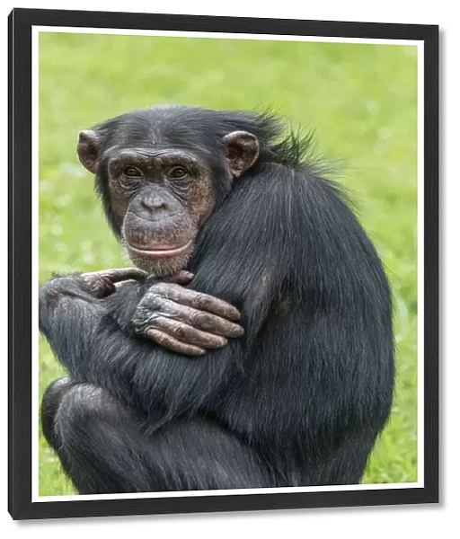 Chimpanzee looking at the camera at Taronga Zoo - Sydney - New South Wales