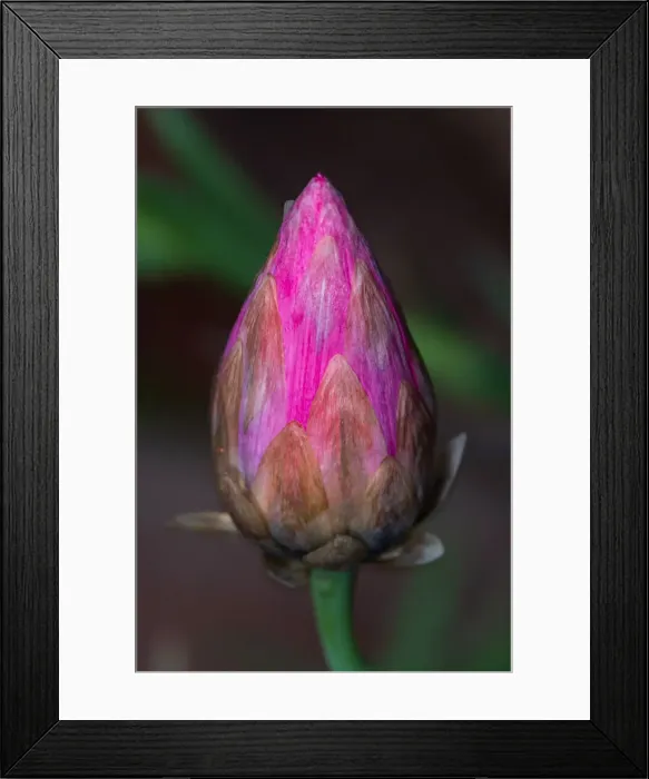 Framed Print : Native everlasting or Paper Daisies - Perth Western Australia