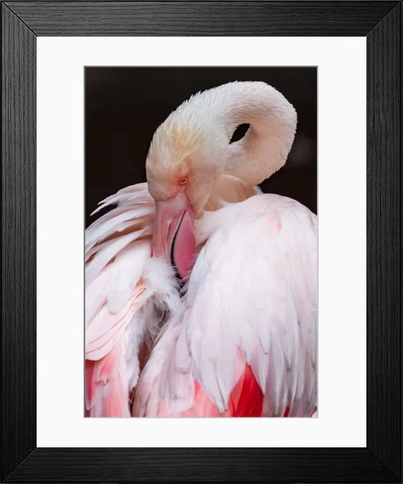 Framed Print : Greater Flamingo (Phoenicopterus roseus)