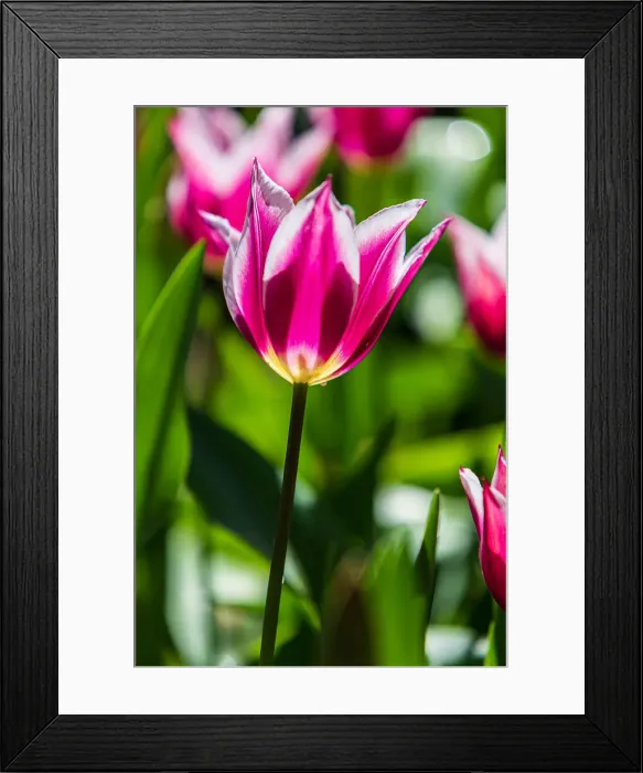 Framed Print : Variegated pink, white and yellow tulip - Araluen, Western Australia