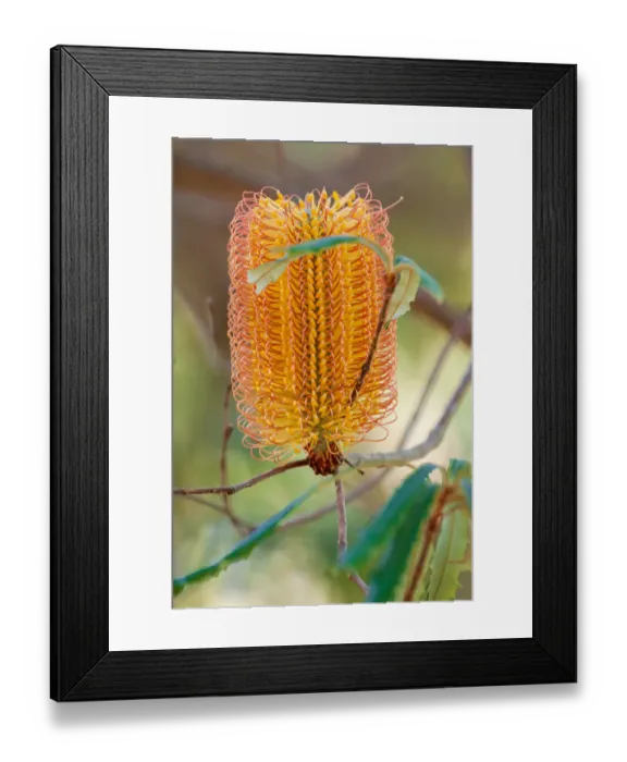 Framed Print : Banksia flower, Western Australia, Australia Framed Print : Banksia flower, Western Australia, Australia
