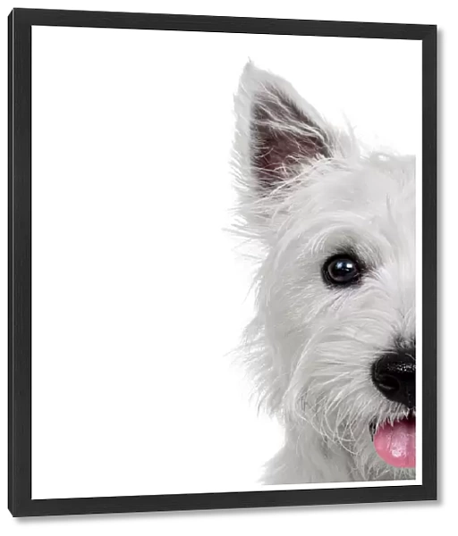Headshot of a West Highland White Terrier Puppy looking at the camera on a white