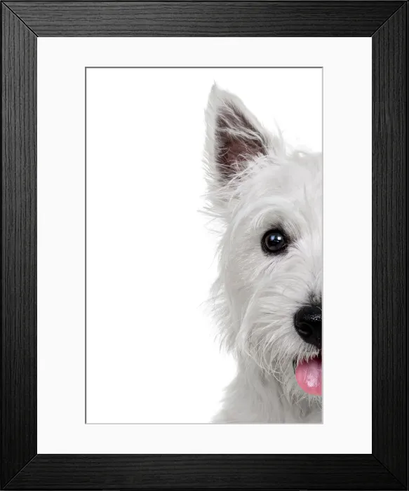 Framed Print : Headshot of a West Highland White Terrier Puppy looking at the camera on a white Framed Print : Headshot of a West Highland White Terrier Puppy looking at the camera on a white