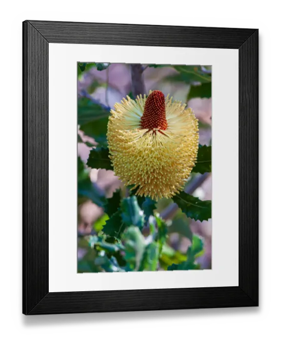 Framed Print : Banksia flower, Western Australia, Australia Framed Print : Banksia flower, Western Australia, Australia
