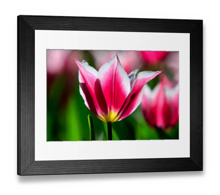 Framed Print : Variegated pink, white and yellow tulip - Araluen, Western Australia