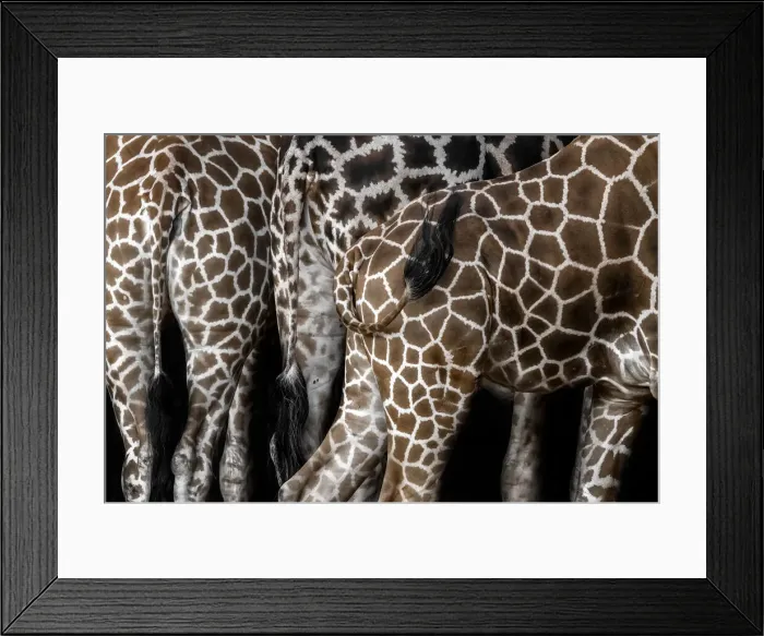 Framed Print : Rothschilds giraffe (Giraffa camelopardalis rothschildi) Framed Print : Rothschilds giraffe (Giraffa camelopardalis rothschildi)