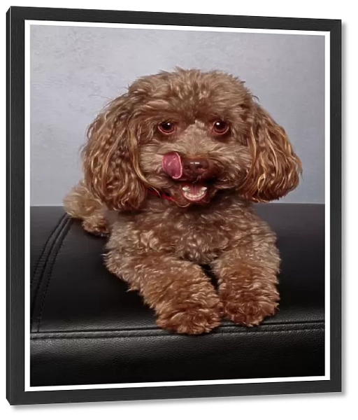 Brown toy poodle puppy wearing a red collar looking at the camera on a gray background