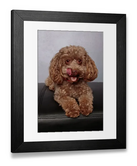Framed Print : Brown toy poodle puppy wearing a red collar looking at the camera on a gray background Framed Print : Brown toy poodle puppy wearing a red collar looking at the camera on a gray background