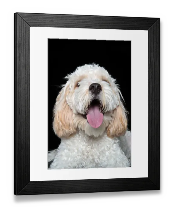 Framed Print : Headshot of Cavalier King Charles Spaniel / Poodle mix puppy looking at the camera sitting Framed Print : Headshot of Cavalier King Charles Spaniel / Poodle mix puppy looking at the camera sitting