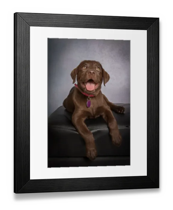 Framed Print : Portrait of a chocolate brown Labrador Retriever Puppy looking at the camera on a gray